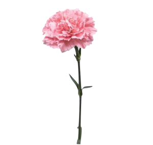 Pink Carnation
